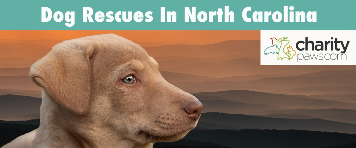 Find A Dog Rescue In North Carolina To Adopt From