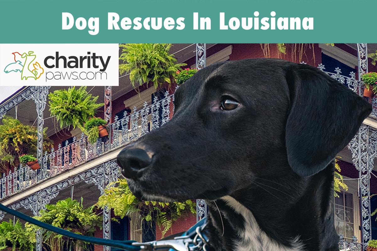 Dog Rescues In Louisiana | 13 Rescue Groups To Adopt From
