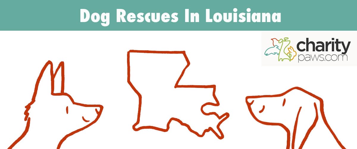 Find A Dog Rescue In Louisiana To Adopt From