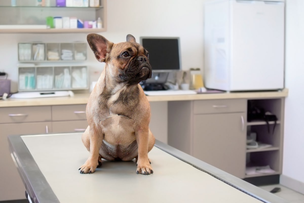 Have your rescue dog checked over by your vet - French Bull dog at the vets office