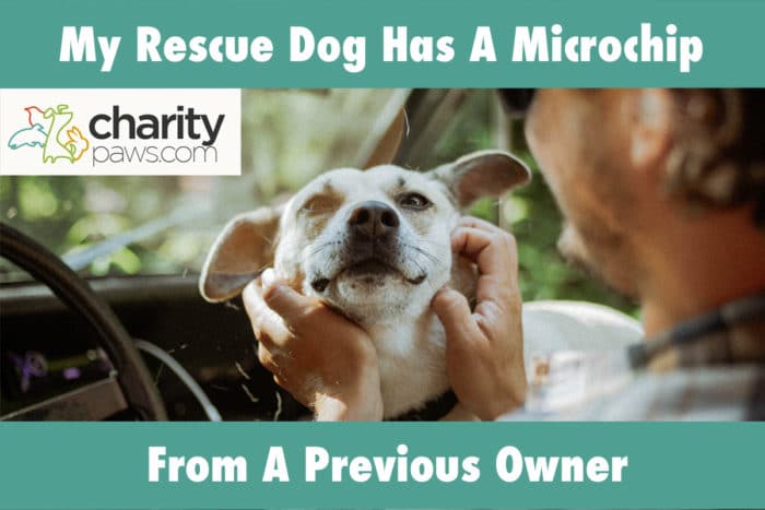 My Rescue Dog Has A Microchip From A Previous Owner