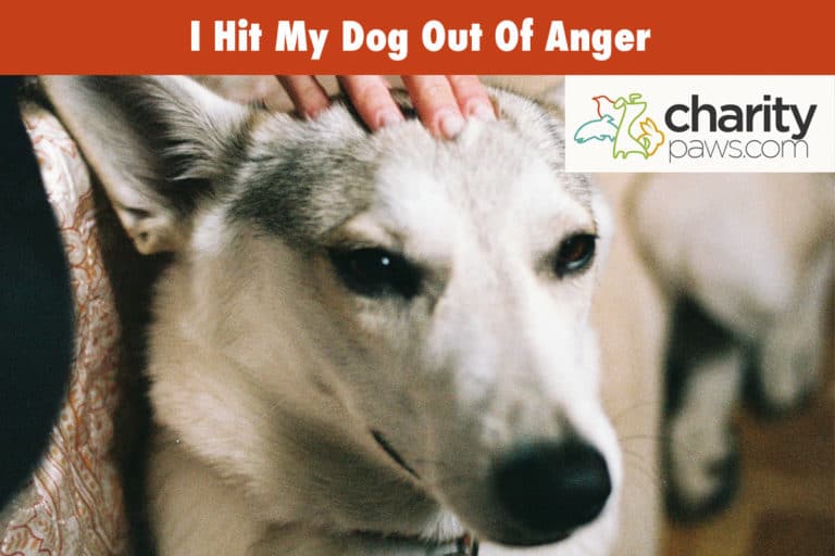 Hit My Dog Out Of Anger, Will He Forgive Me For Hitting Him